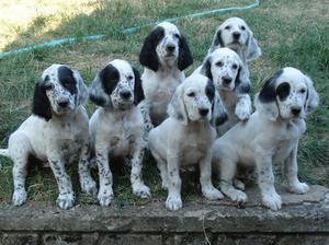 english-setter picture