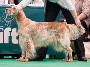 english-setter picture