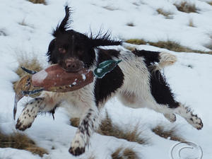 English Springer Spaniel
