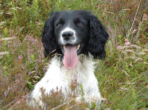 english-springer-spaniel picture