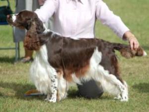 english-springer-spaniel picture