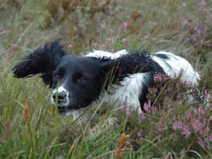 english-springer-spaniel picture