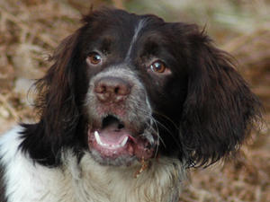 english-springer-spaniel picture