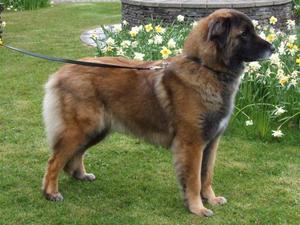 Estrela Mountain Dog picture