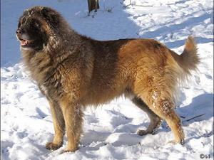estrela-mountain-dog picture