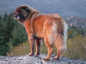 estrela-mountain-dog picture