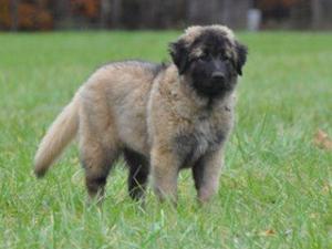estrela-mountain-dog picture