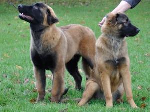 estrela-mountain-dog picture
