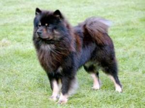 eurasier picture