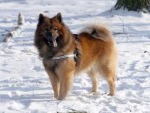 eurasier picture