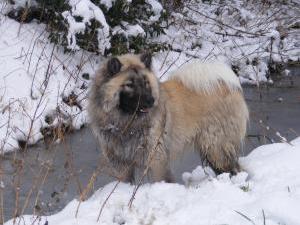 eurasier picture
