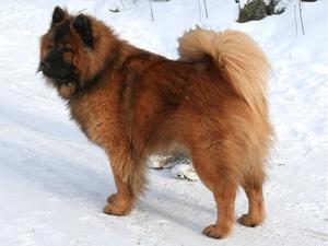 eurasier picture