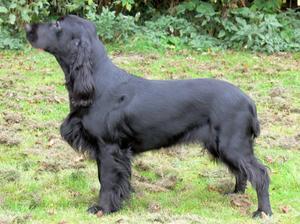 field-spaniel picture