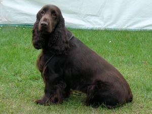 field-spaniel picture