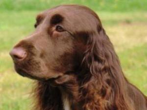 field-spaniel picture