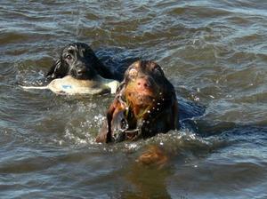 field-spaniel picture