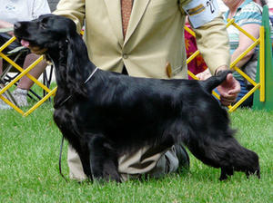 field-spaniel picture