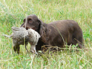 field-spaniel picture