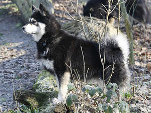 finnish-lapphund picture