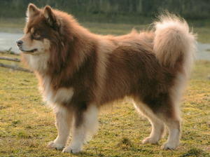 finnish-lapphund picture