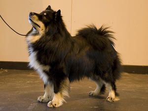 finnish-lapphund picture