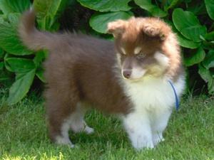finnish-lapphund picture