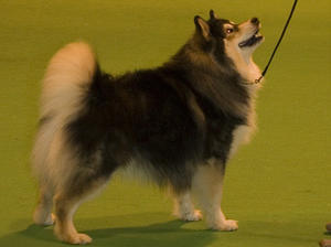 finnish-lapphund picture