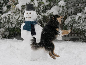 finnish-lapphund picture
