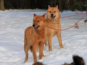 finnish-spitz picture