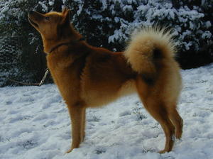 finnish-spitz picture