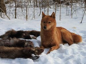 finnish-spitz picture