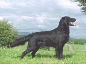 flat-coated-retriever picture