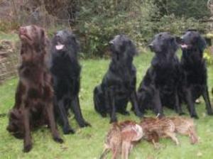 flat-coated-retriever picture