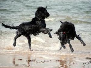 flat-coated-retriever picture