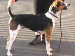 foxhound picture