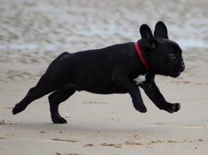 french-bulldog picture