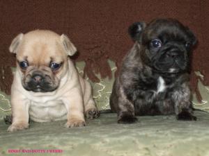french-bulldog picture