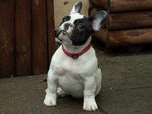 french-bulldog picture