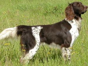 german-longhaired-pointer picture