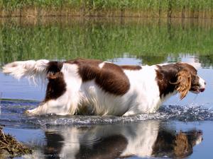 german-longhaired-pointer picture