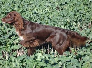 german-longhaired-pointer picture