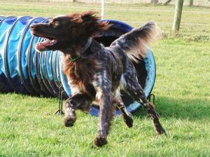 german-longhaired-pointer picture