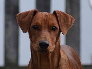 german-pinscher picture