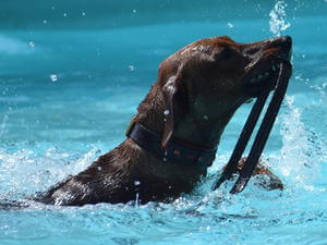 german-pinscher picture