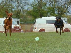 german-pinscher picture