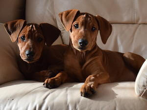 german-pinscher picture