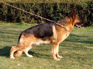 german-shepherd-dog picture
