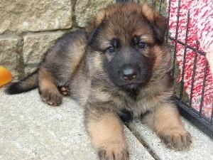 german-shepherd-dog picture