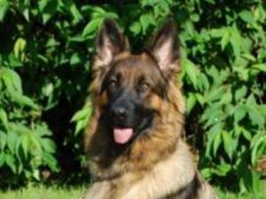 german-shepherd-dog picture