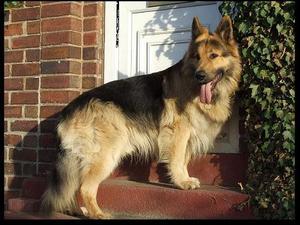 german-shepherd-dog picture